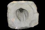 Rare, Spiny Heliopeltis Trilobite - Issoumour, Morocco #166124-2